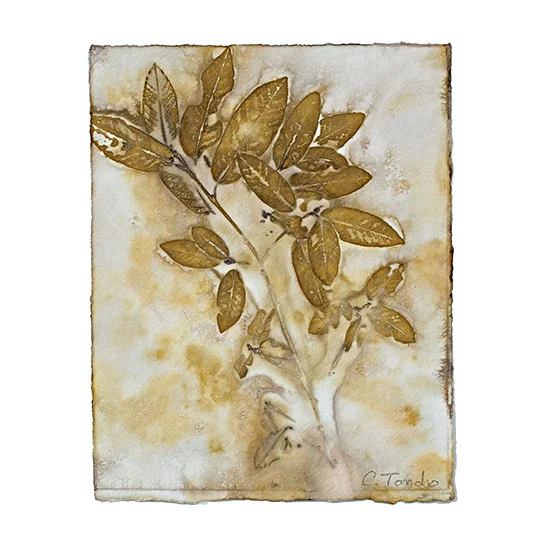 Cassandra Tondro Leaf Prints healing power of nature 100% cotton rag watercolor paper natural dye