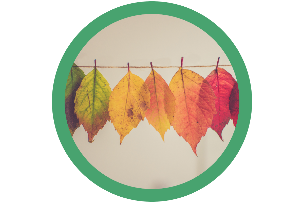 LEAVES.png