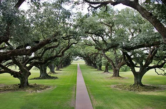 e Oak Alley.jpg
