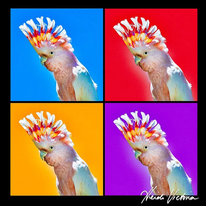 4 Cockies signed.jpg
