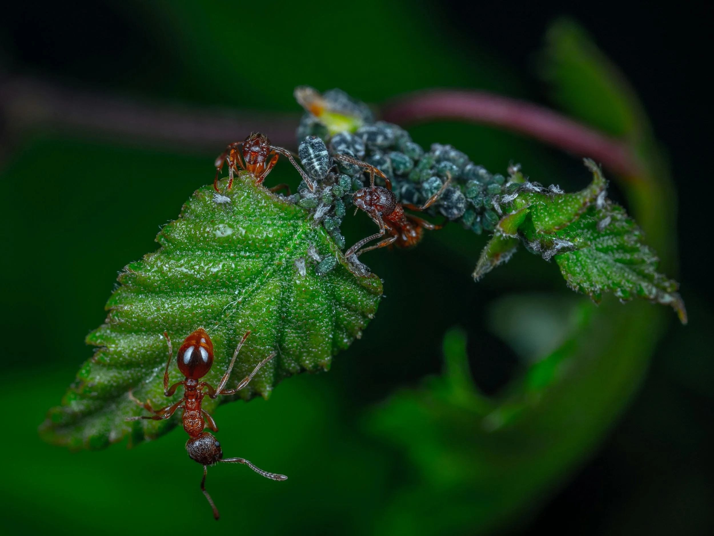 A close-up image of ant walking on a green leaf, showcasing intricate details of its body and features against a blurred natural background.