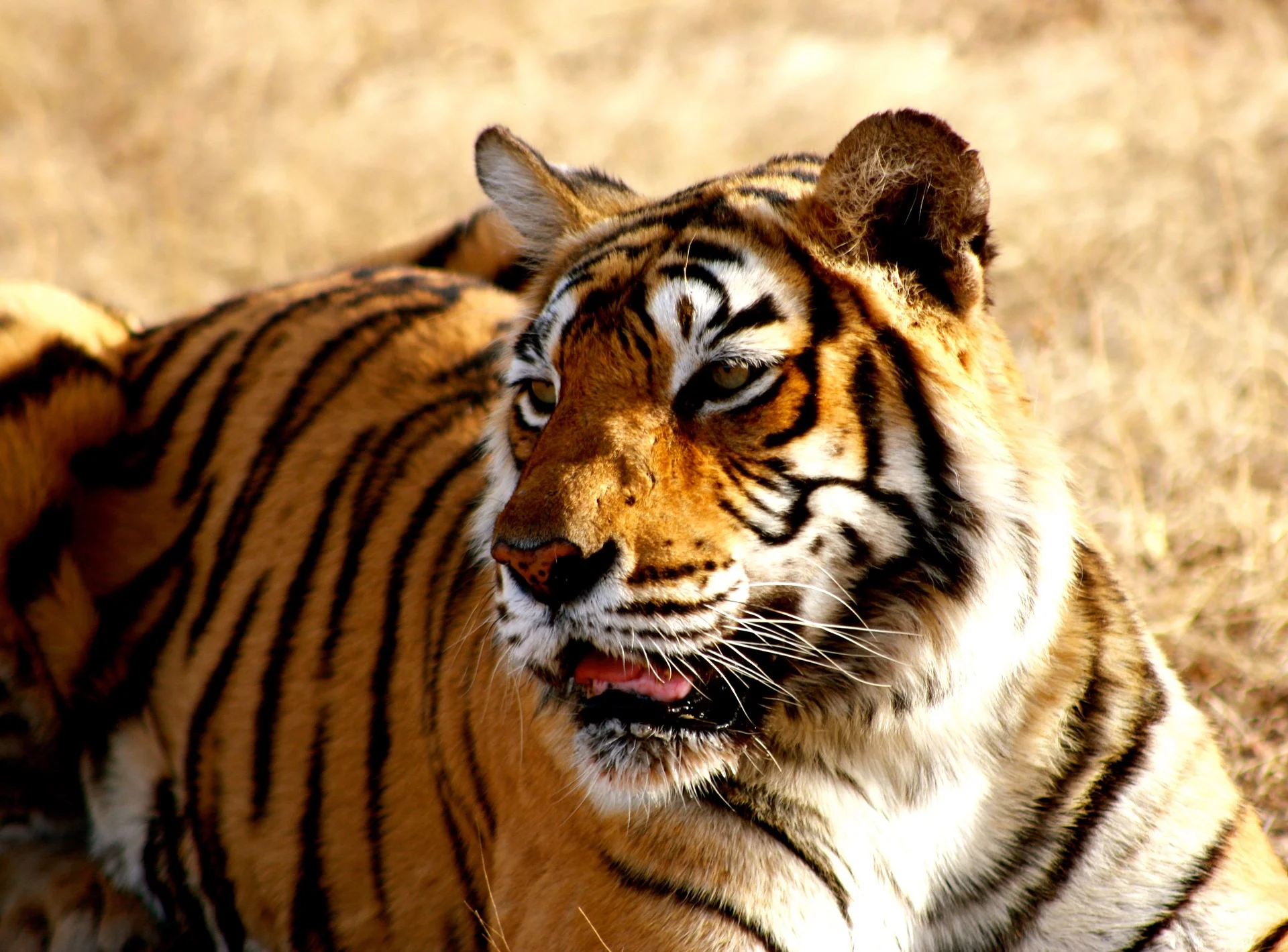 tiger-1634324_1920.jpg