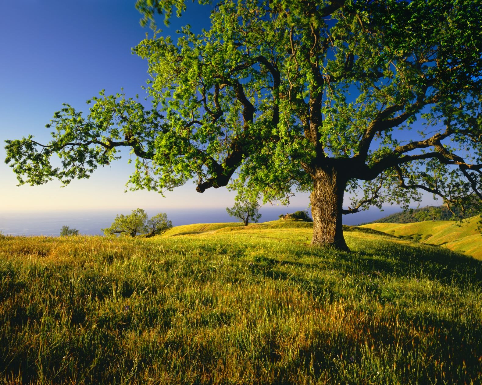 Visit Hill
