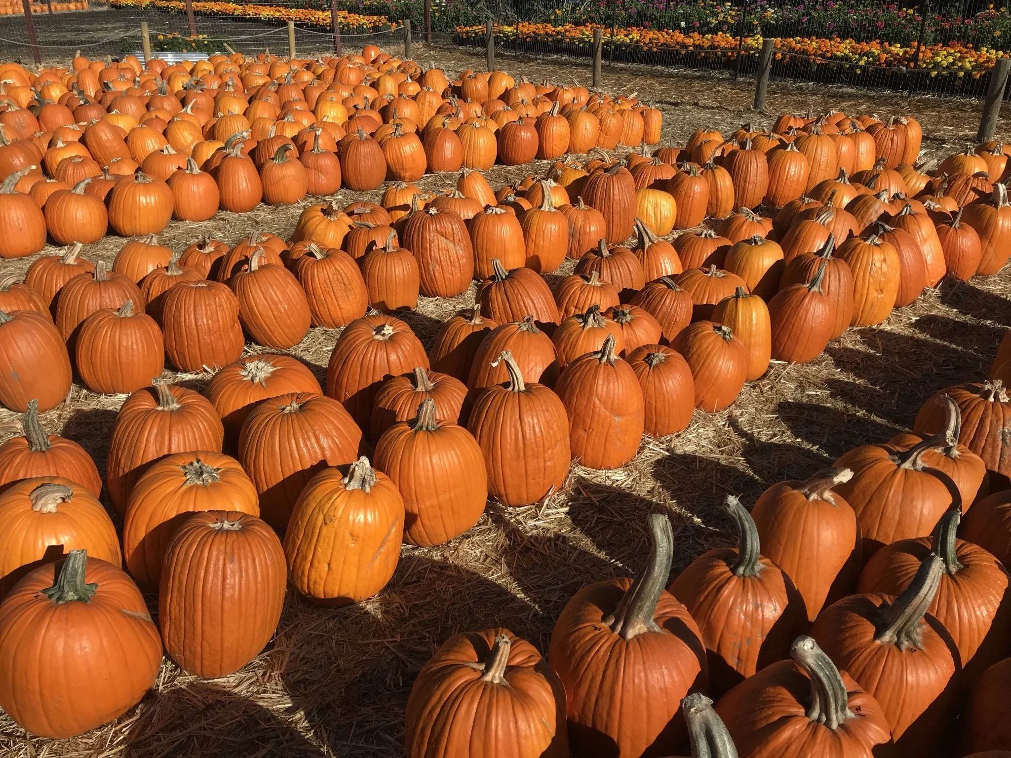 Spina Farms Pumpkin Patch *CLOSED FOR SEASON*