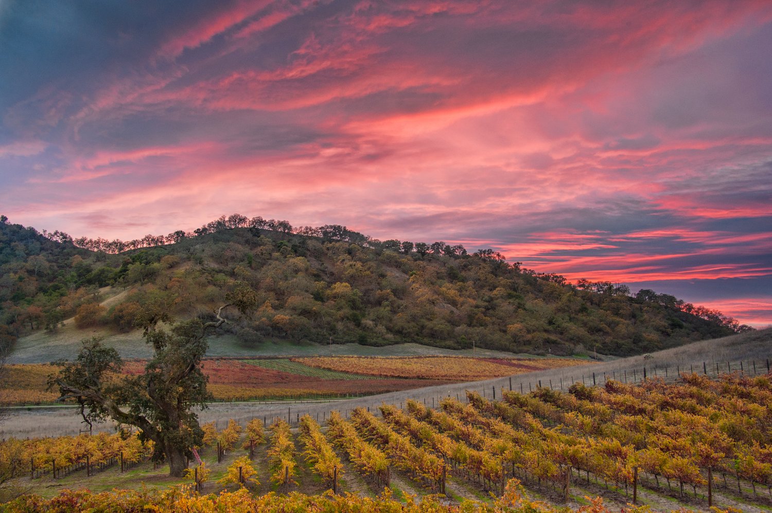 Santa Clara Valley Wine Auction — Visit Morgan Hill