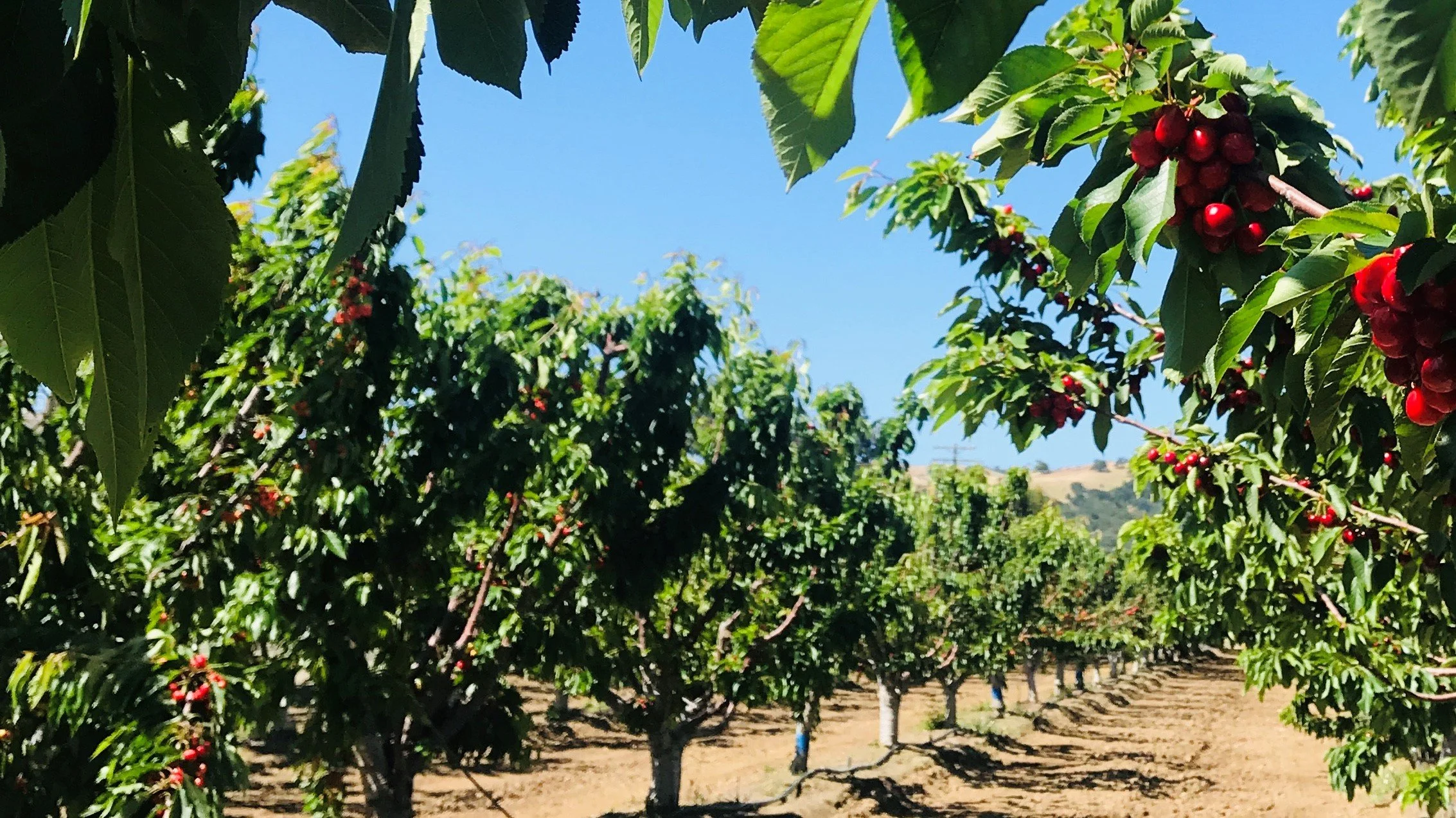 U-Pick Cherries Opening Week