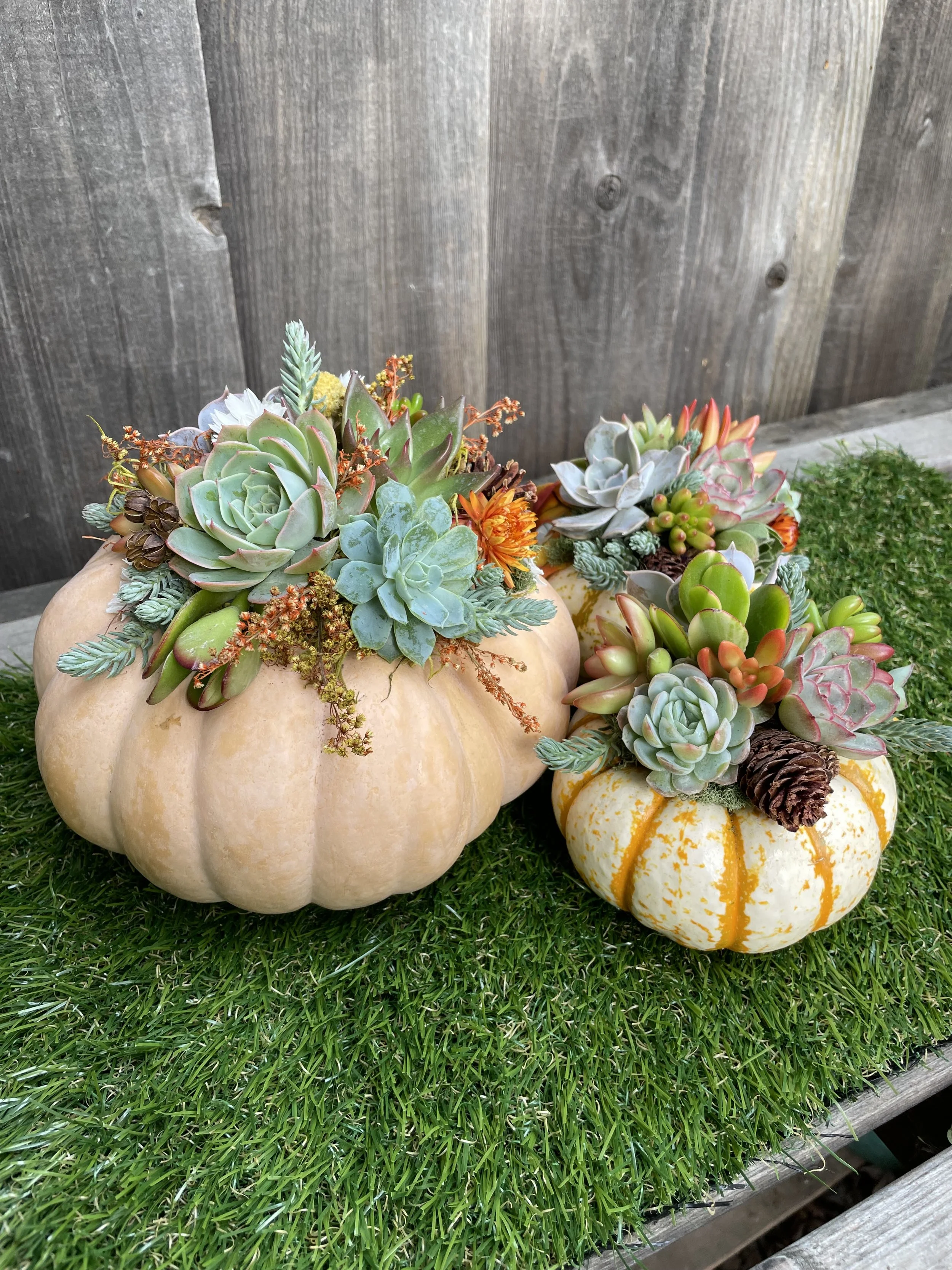 Succulent Pumpkin Workshop at Lion Ranch Vineyards & Winery