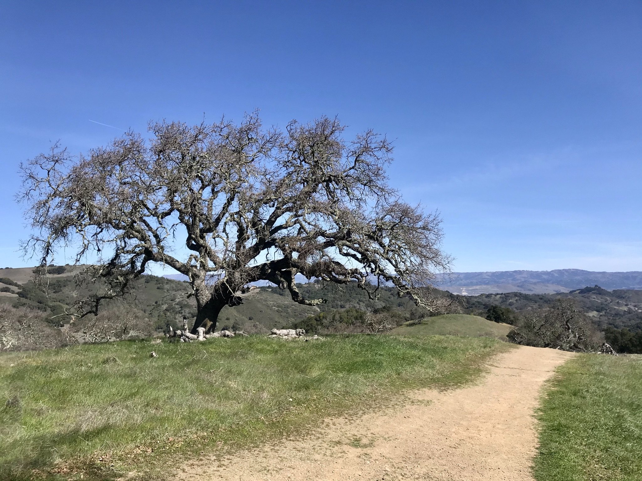 In Search of Soaproot at Rancho Cañada del Oro Open Space Preserve