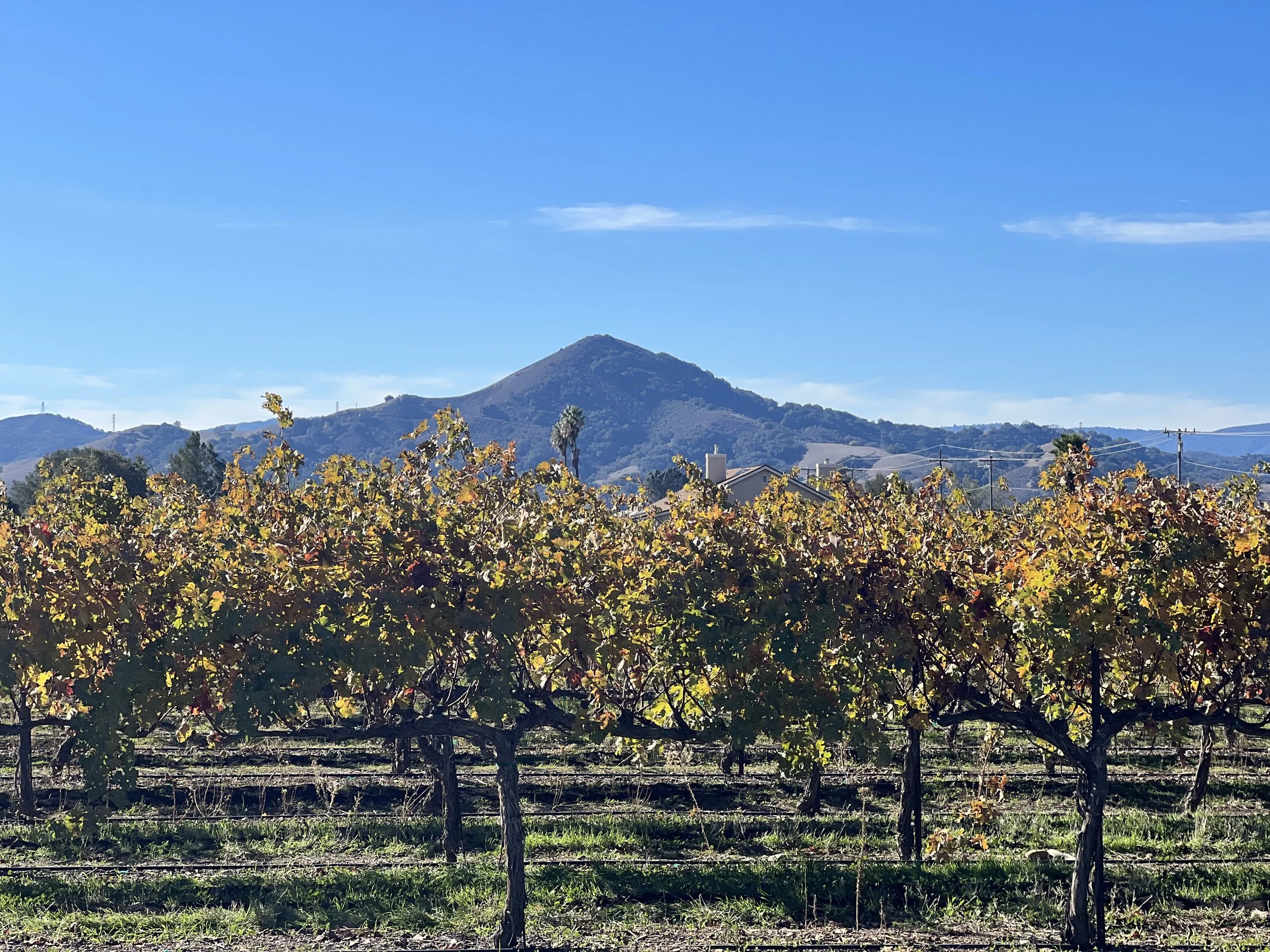 Galentine's Market at Guglielmo Winery