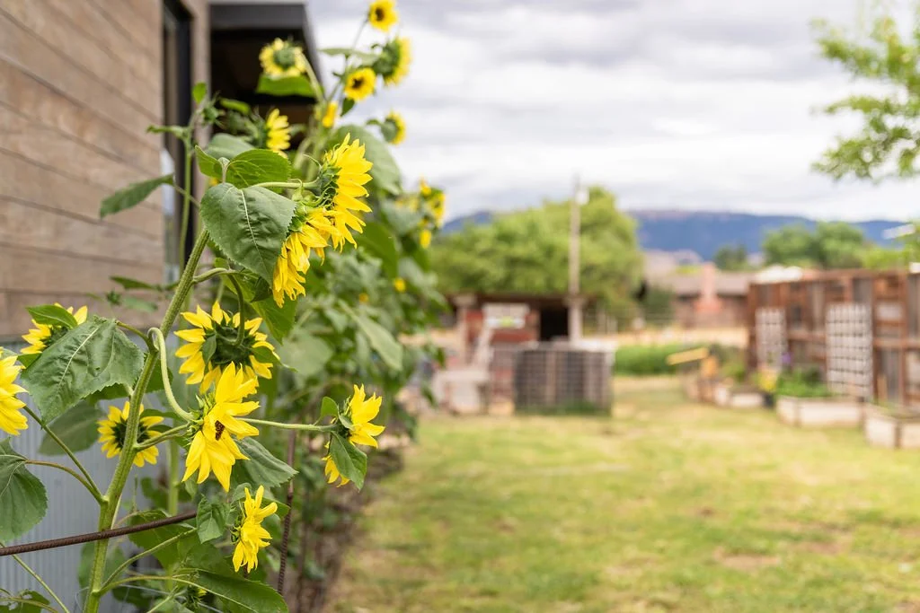 Spring Tomato Plant Sale &amp; Artisan Fair