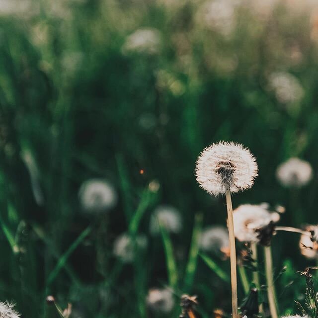 Are you enjoying your extra hour of sun? We sure are! The 60 degree weather was such a treat. 
We are excited to get back to work with our clean ups and mulch jobs! Did you get yours scheduled? 🌳☀️