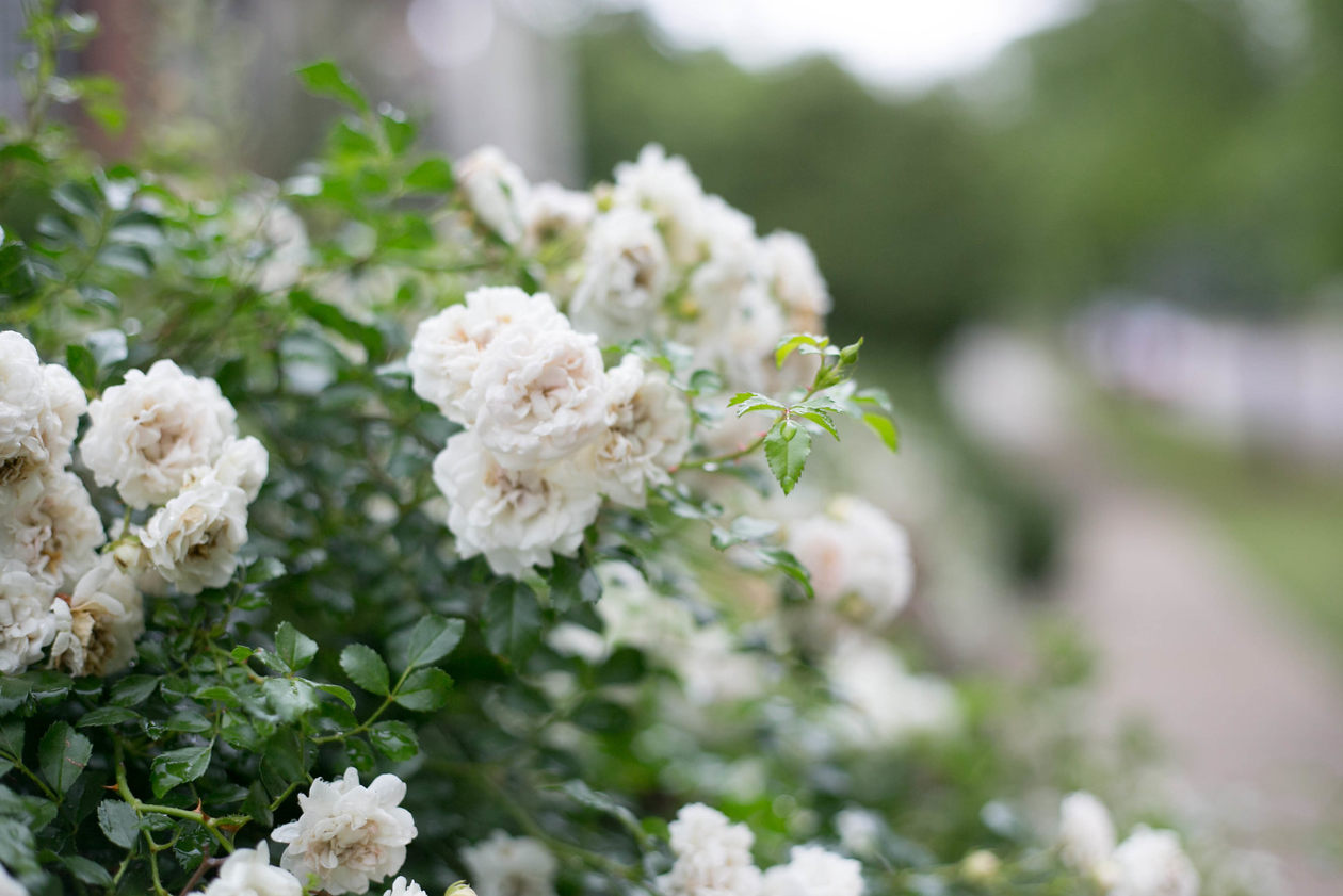 KG Website flowers.PNG