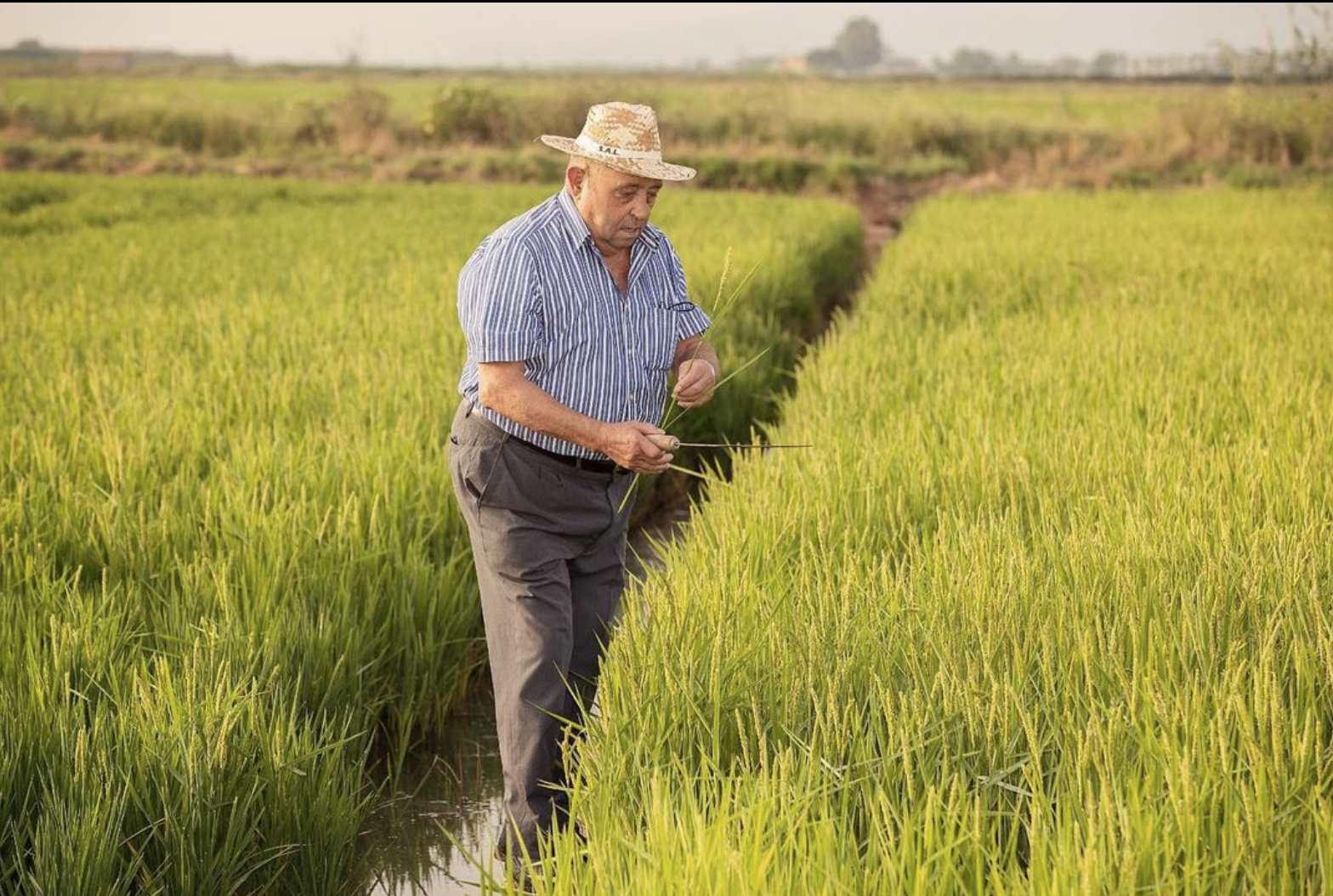 RICES OF SPAIN &amp; ITALY [SYDNEY] 