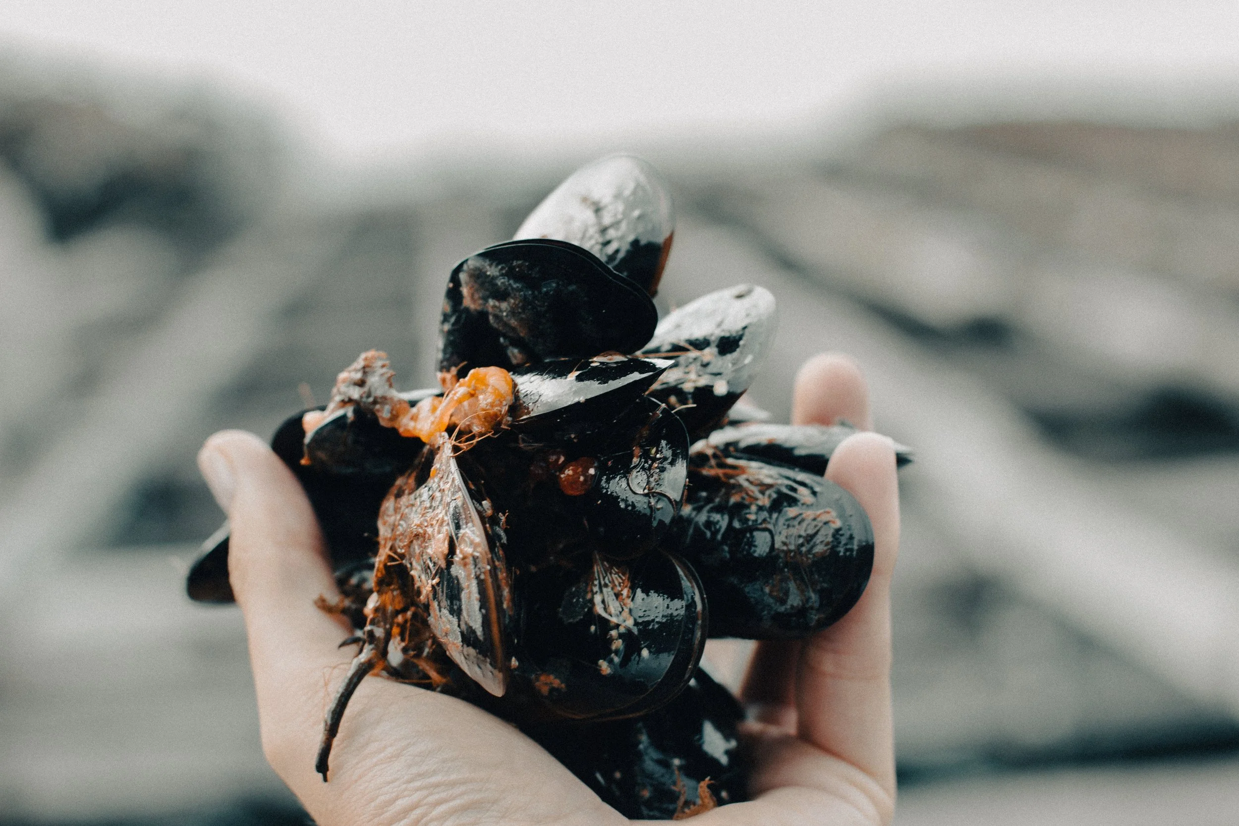SEAFOOD CONSERVAS [SYDNEY]