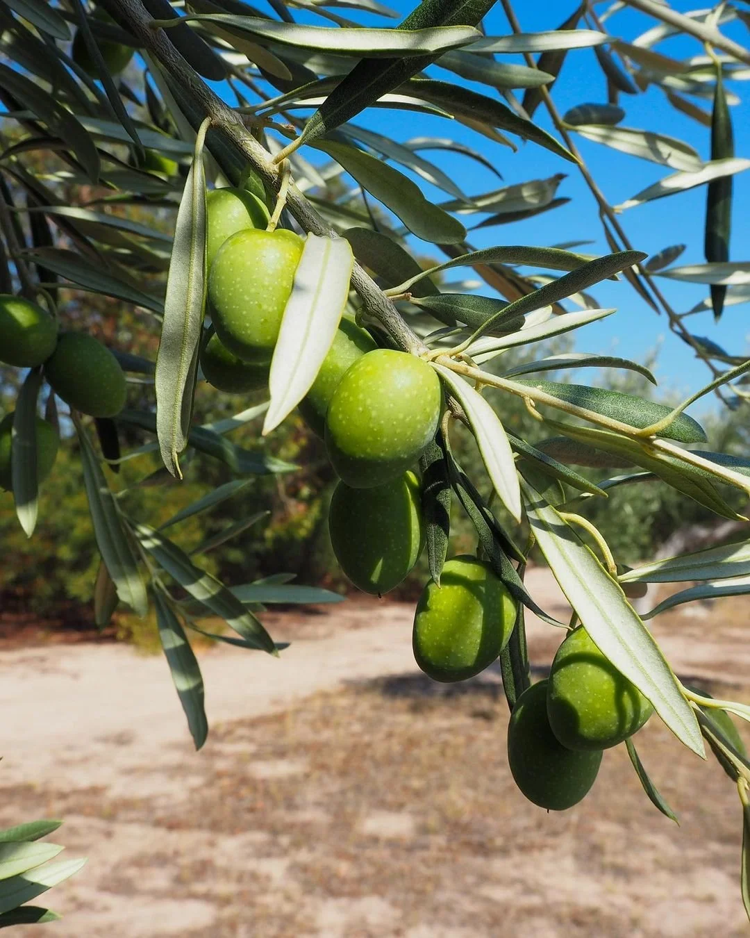 OLIVES UNCOVERED [SYDNEY] 