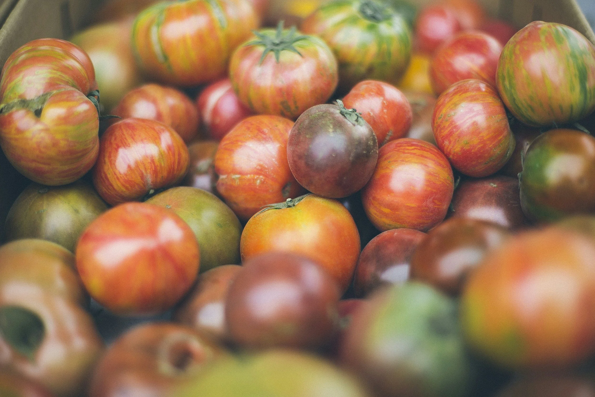 Plant Better Farms CSA Pick Up and Produce Pop Up