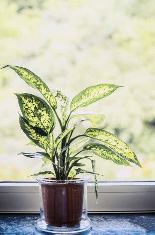 The Planted Life Plant Parenthood 101