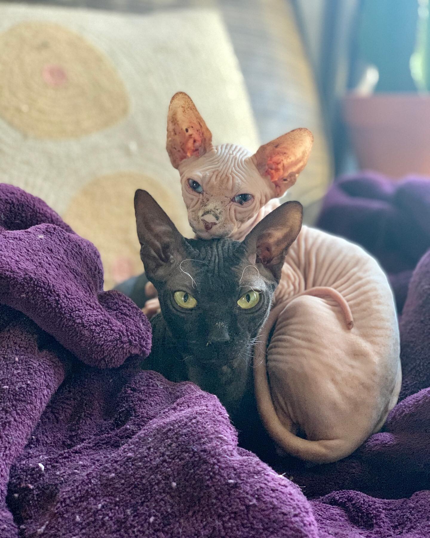 impossibly perfect 👽🌟 can&rsquo;t wait to show them their new balcony and sun spot☀️🌴💫 

#leeloothedonskoy #olafurelsphynxasson #sphynxcat #sphynx #sphynxkitten