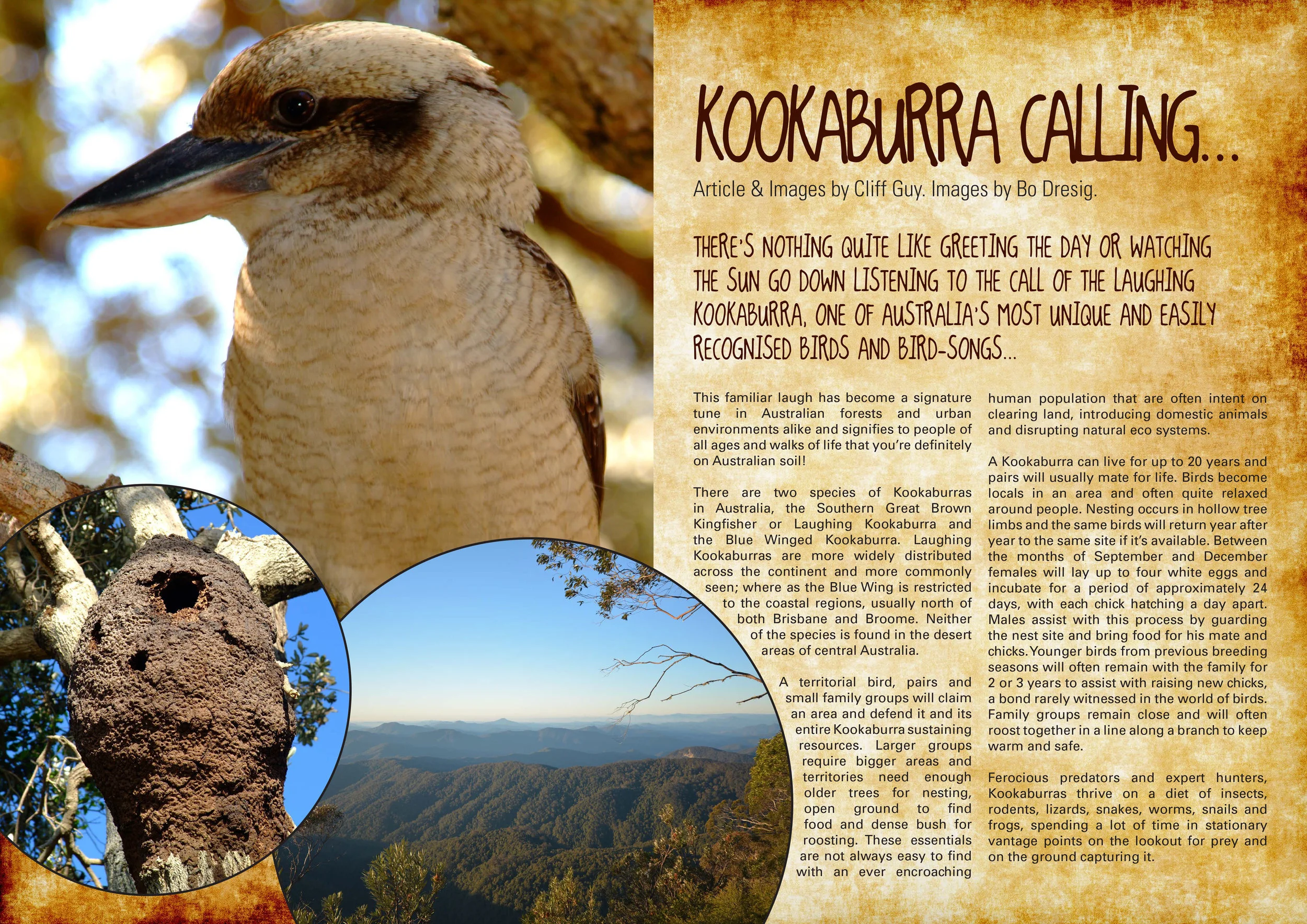 KookaburraCalling-1.jpg