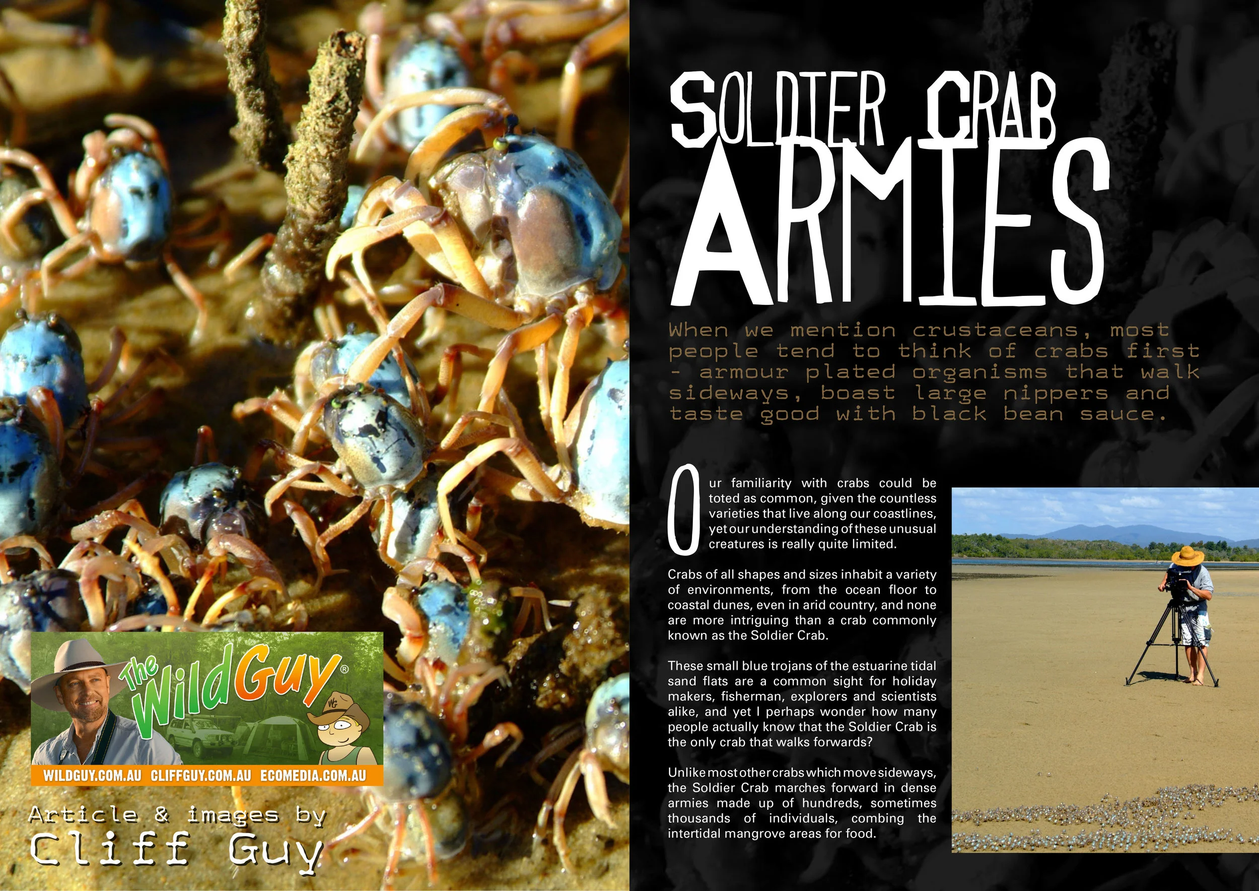 Soldier Crab Armies-1.jpg