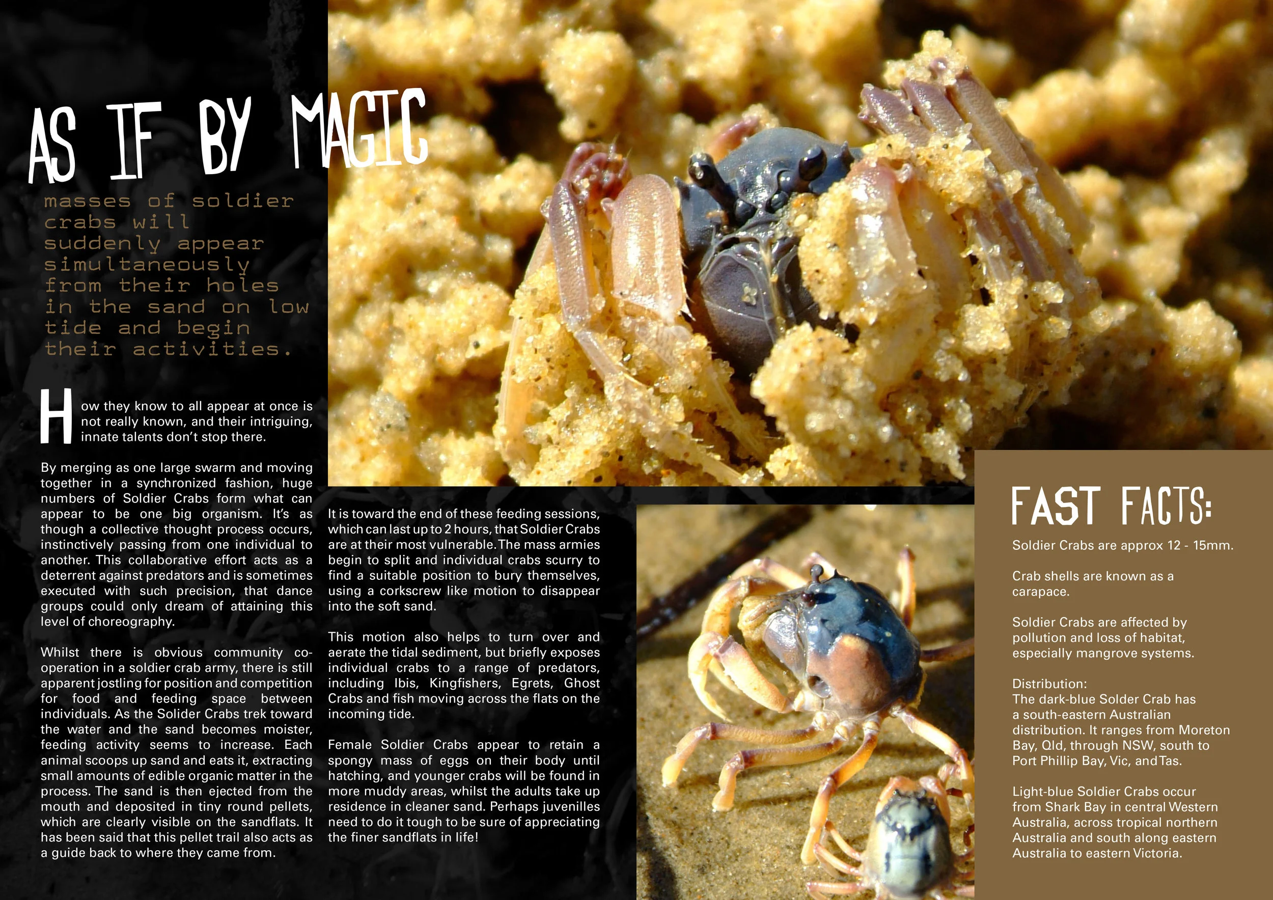 Soldier Crab Armies-2.jpg