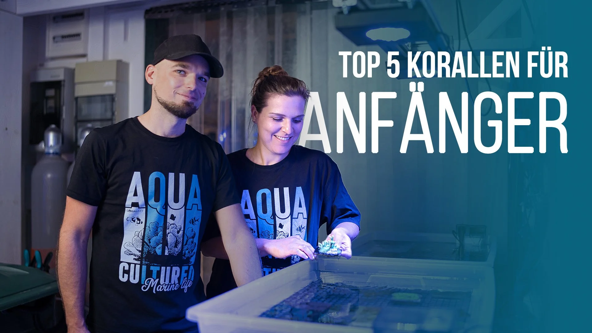 TOP 5 | Korallen für Anfänger | Coralaxy