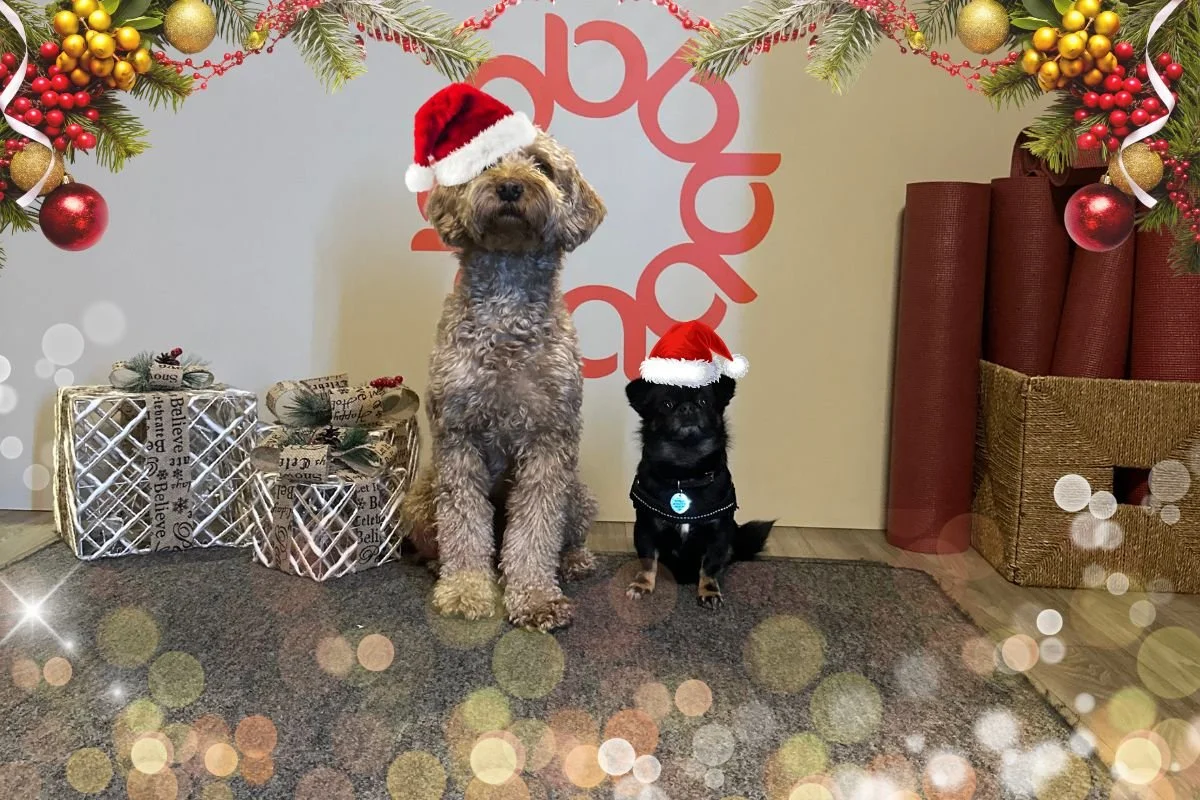 Christmas offer!