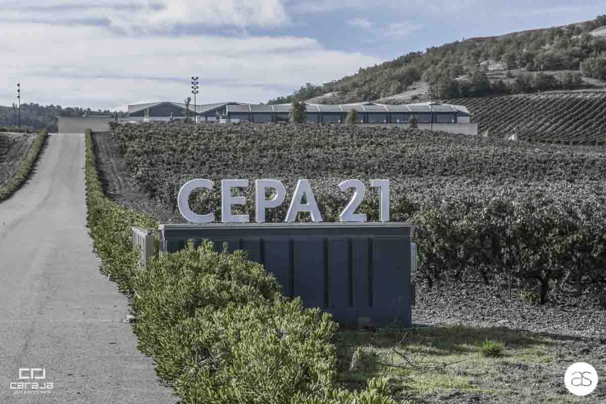 Taller de Vendimia en Cepa 21