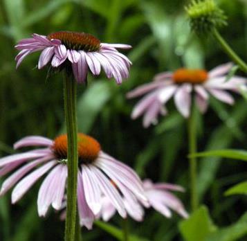 Coneflower.Loring.jpg