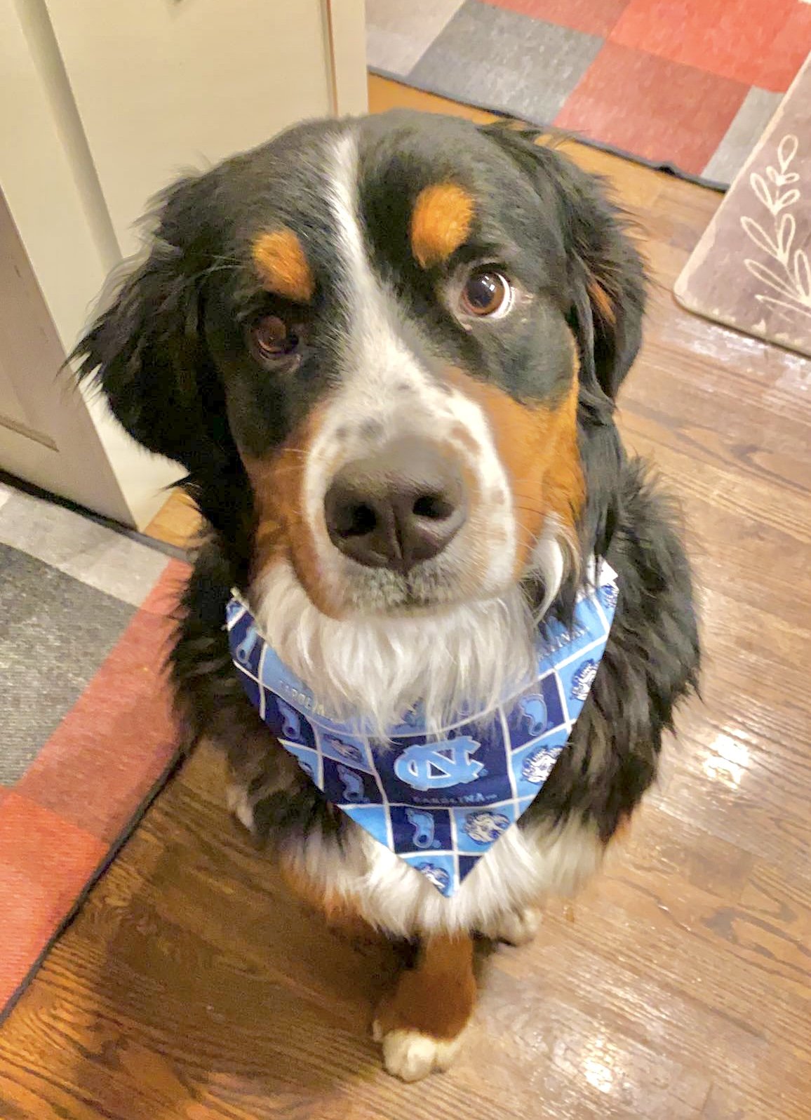 Moose with UNC Bandana.jpg