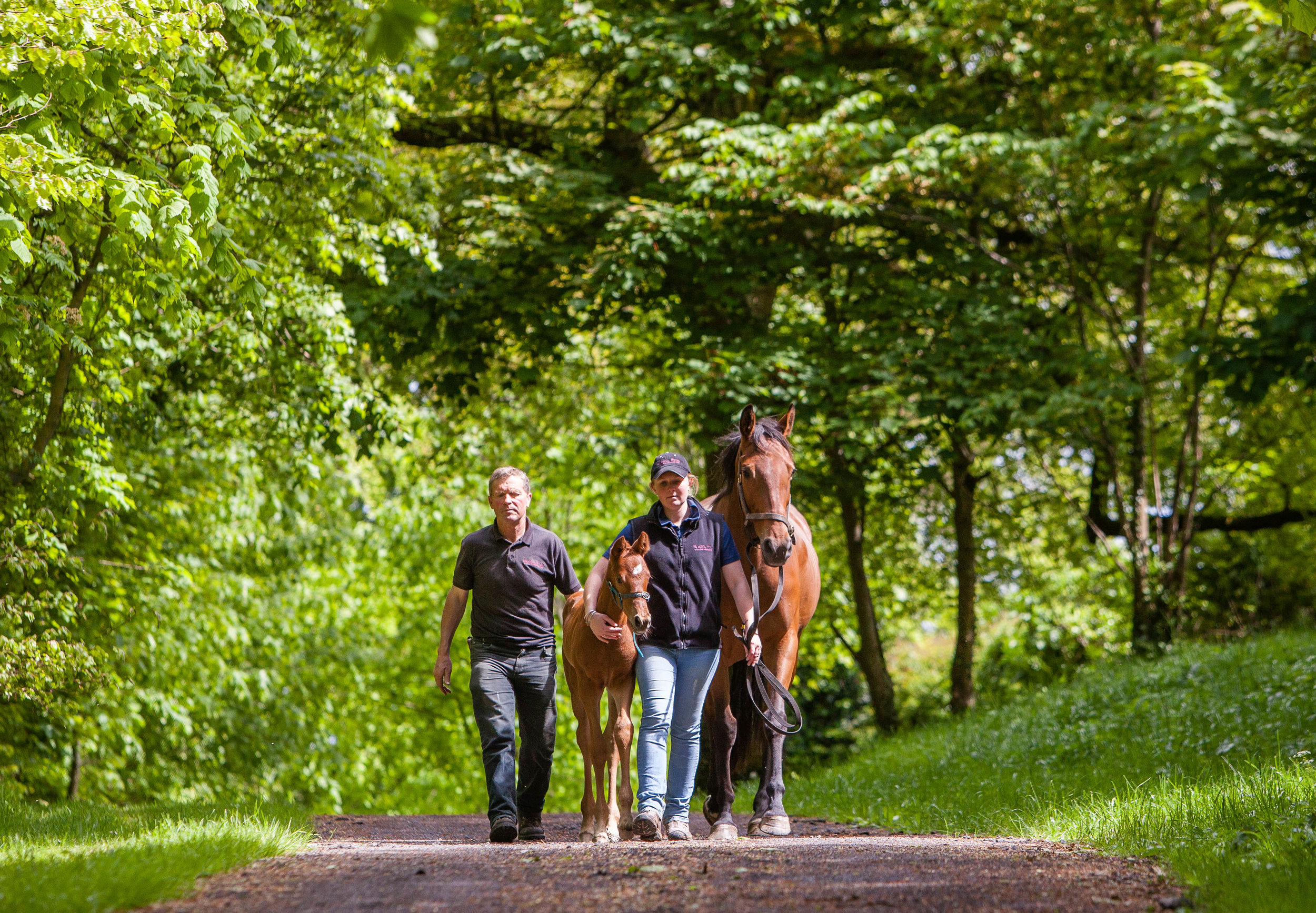 Boutique Stud taking care of top quality thoroughbred's