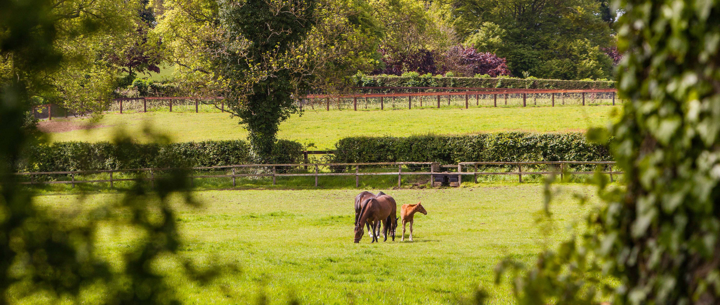 The best of facilities for your horse