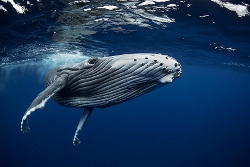 SOS Yachting project partner of the Ocean Assist program - Water Revolution Foundation