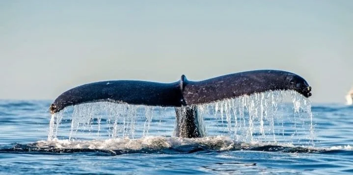 We are proud to be partners with the Water Revolution Foundation!