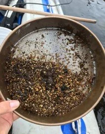Freshwater Bivalve Program