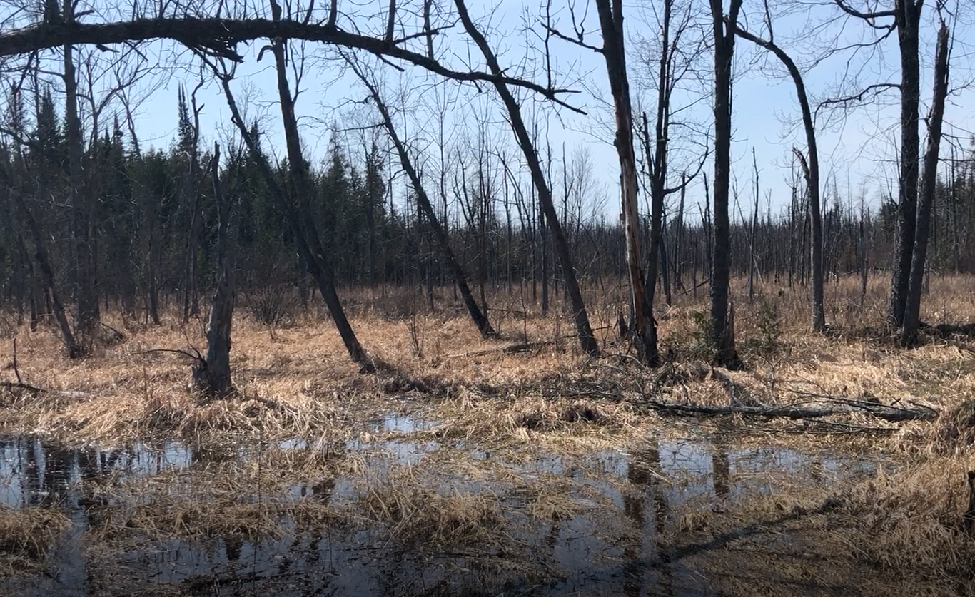 Spring Amphibians Are Calling