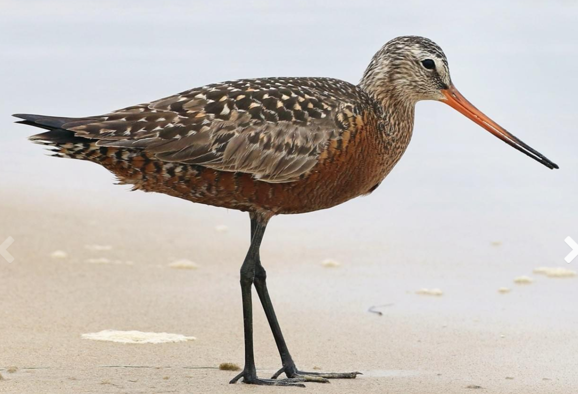 godwit.PNG