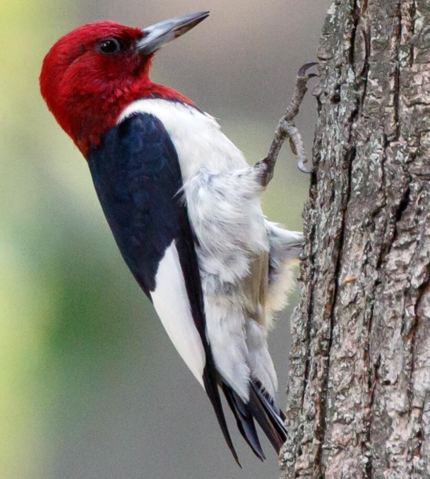 Woodpecker.PNG