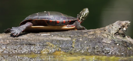 Update of Species at Risk in Ottawa