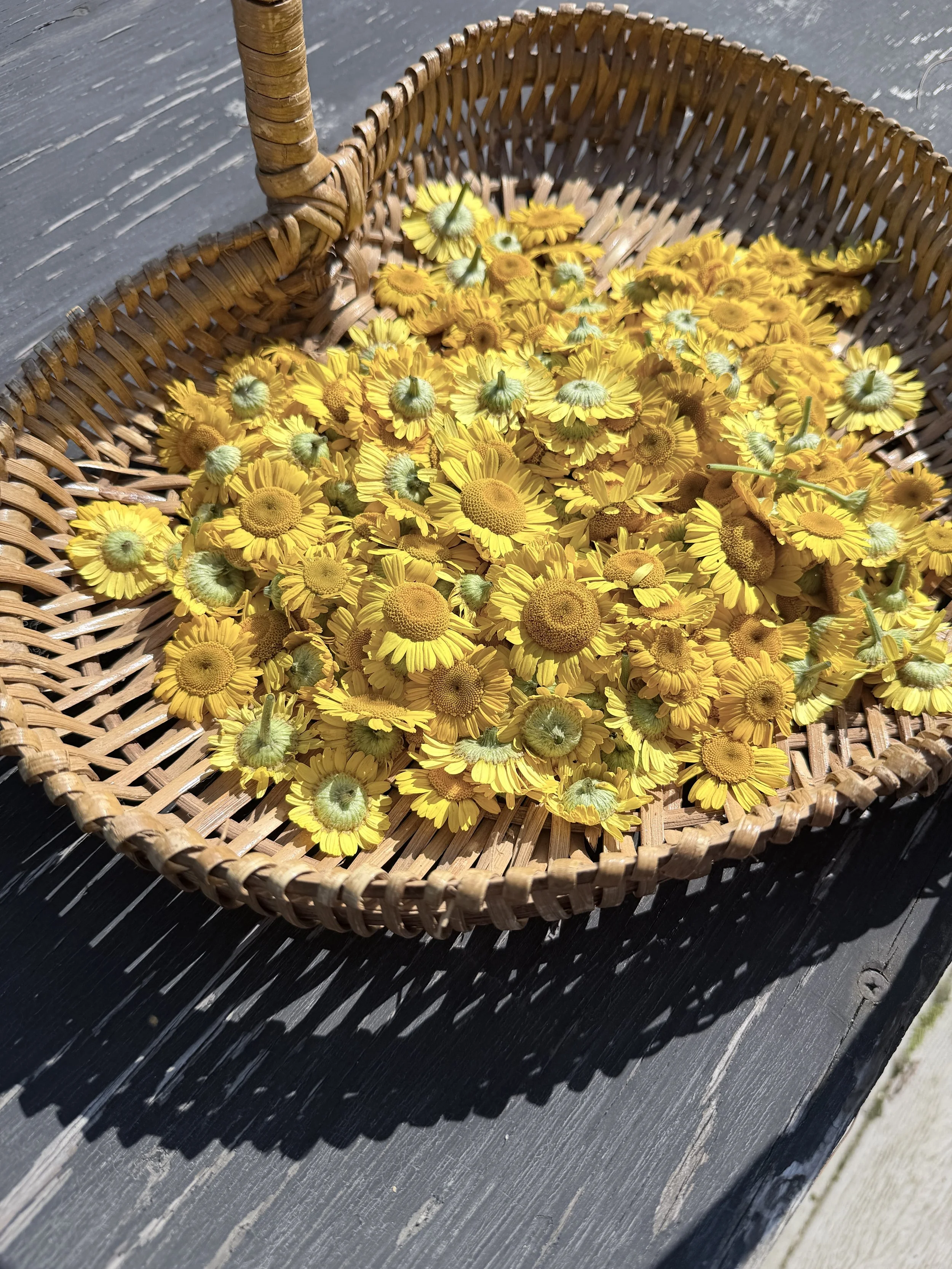 Basket of little yellow flower heads (dyer's chamomile)