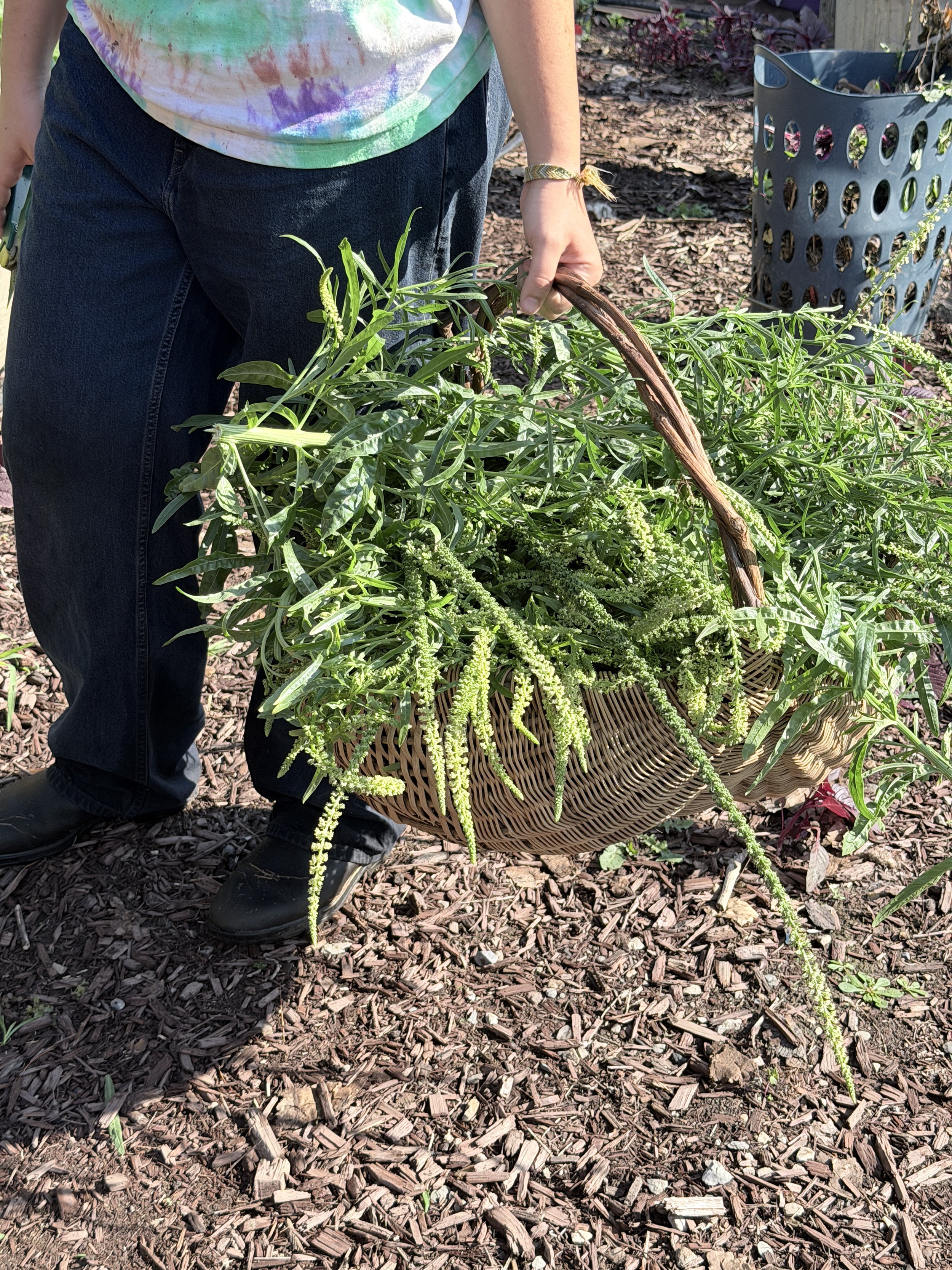Basket full of weld plants with long, thin leaves and long, thin flower stalks full of tiny white flower buds
