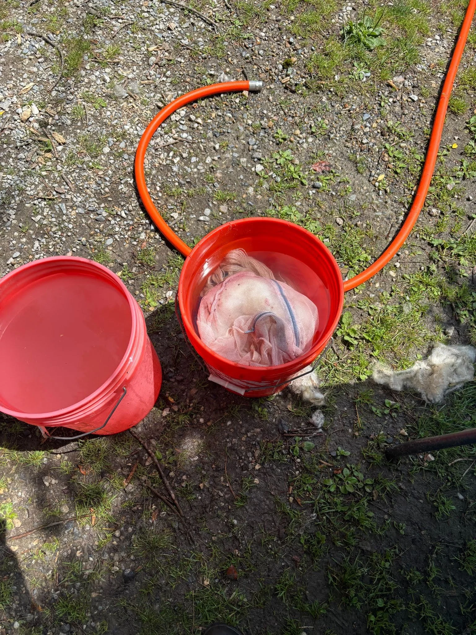 A bucket full of water that covers the mordanted fibers