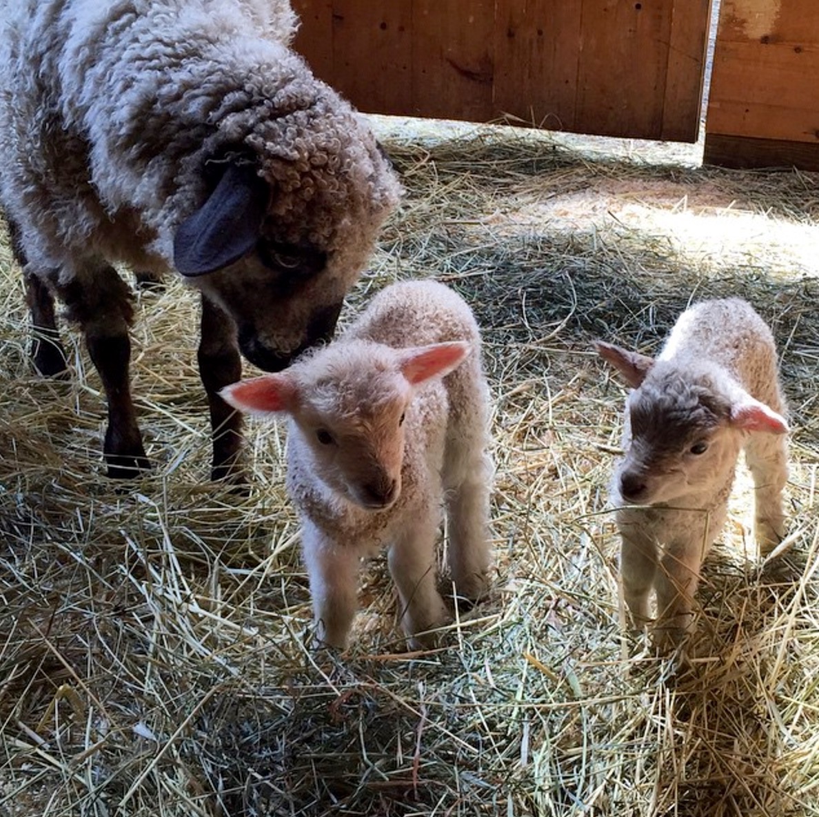 Mocha, MacDuff & Malcolm.jpg
