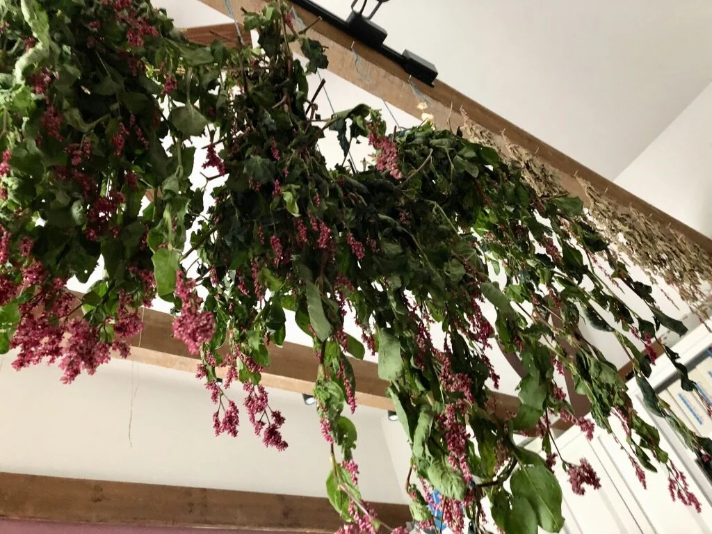Harvested indigo plants drying from the rafters. The plants have green leaves and clusters of pink flowers.