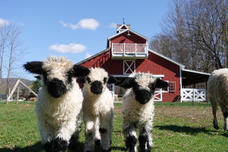 Vermont Flock Yarn — Wing & A Prayer Farm