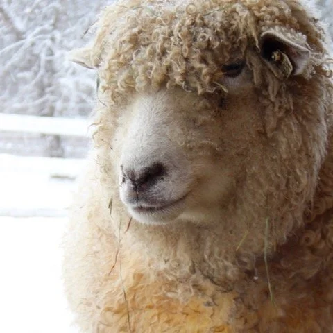 Wool Shop + Apothecary Hours