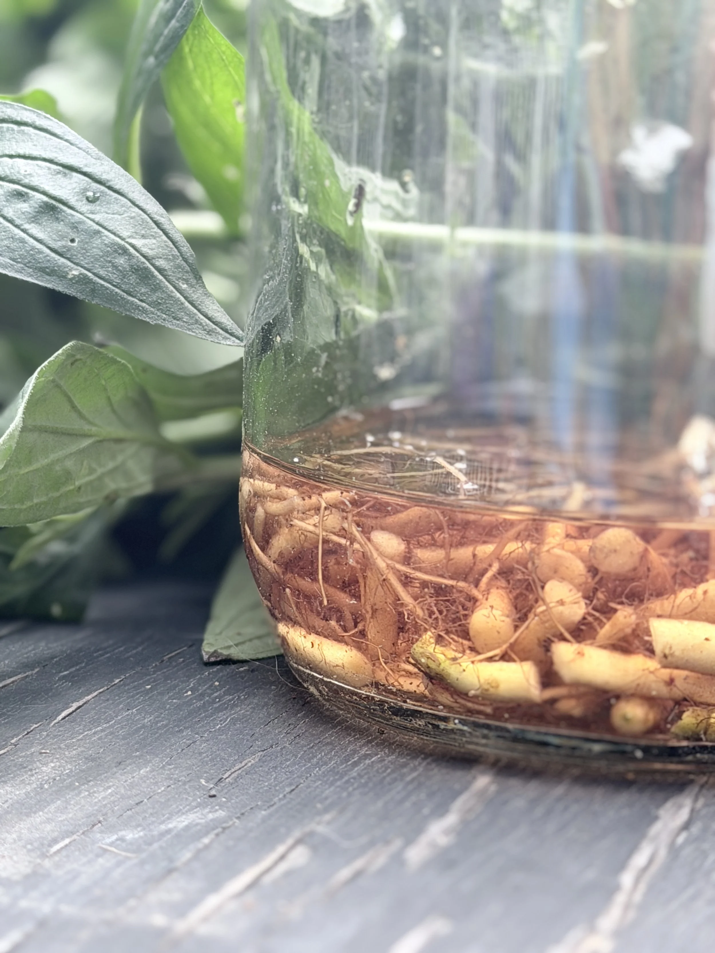 Murasaki roots chopped in small pieces and soaking at the bottom of a glass jar.