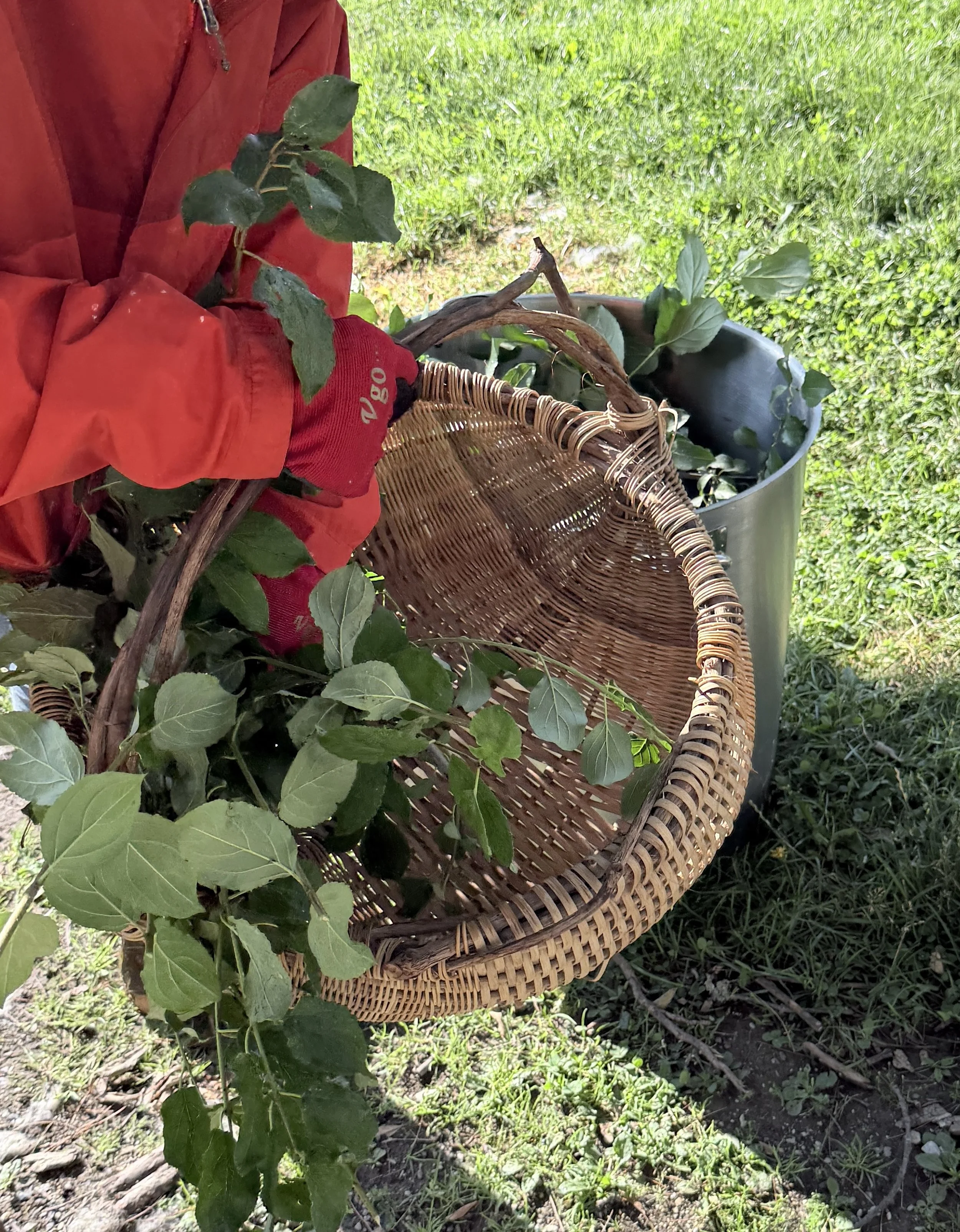 Buckthorn leaves being added to a basket