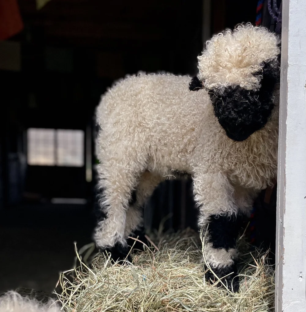 Valais Blacknose Sheep — Wing & A Prayer Farm