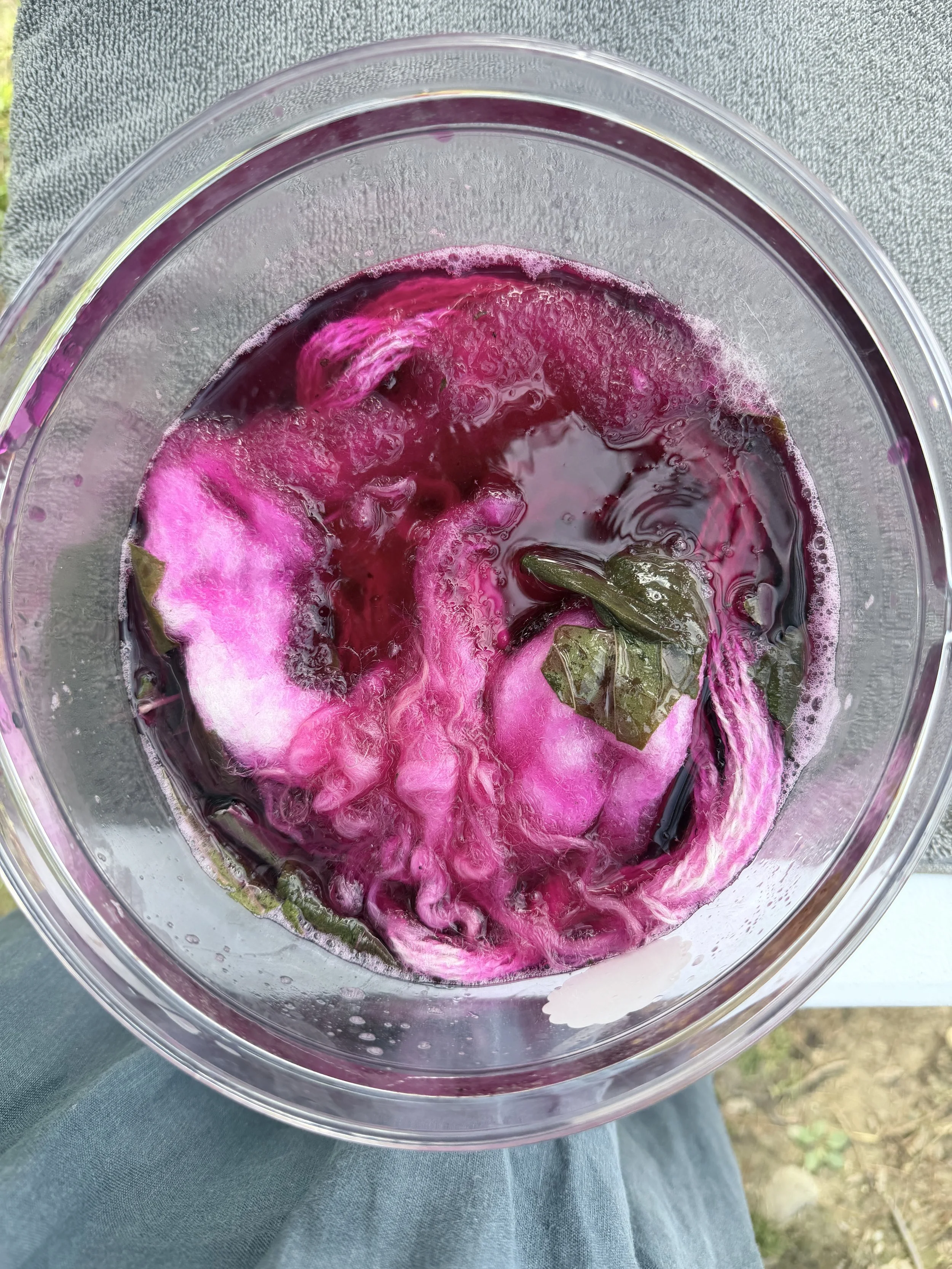 Wool fiber turning bright magenta in a jar full of water and amaranthus leaves